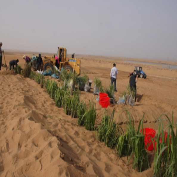 荒漠化生态修复设计与施工
Design & construction for Desertification ecological restoration 荒漠化生态修复设计与施工
Design & construction for Desertification ecological restoration
