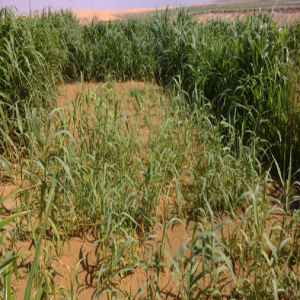 荒漠化生态修复设计与施工
Design & construction for Desertification ecological restoration 荒漠化生态修复设计与施工
Design & construction for Desertification ecological restoration