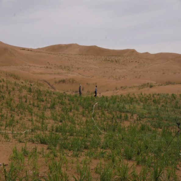 荒漠化生态修复设计与施工
Design & construction for Desertification ecological restoration 荒漠化生态修复设计与施工
Design & construction for Desertification ecological restoration