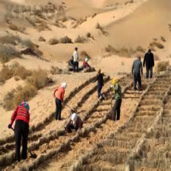 荒漠化生态修复设计与施工
Design & construction for Desertification ecological restoration 荒漠化生态修复设计与施工
Design & construction for Desertification ecological restoration
